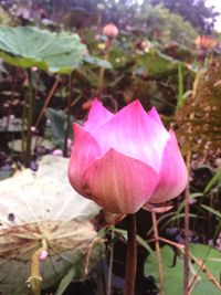 Close-up of pink flower blooming outdoors