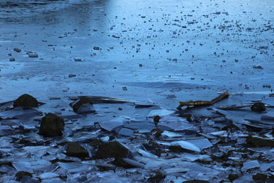 Close-up of birds on wet beach during winter