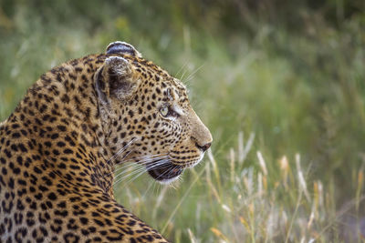 Close-up of a cat looking away