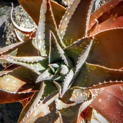 Close-up of plant