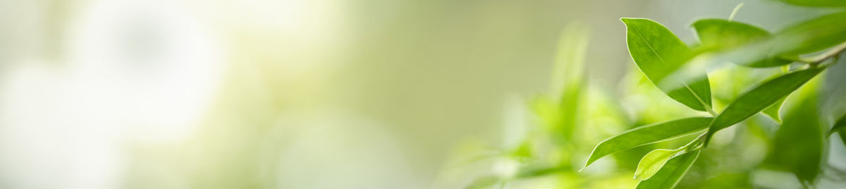 Close-up of plant growing on field