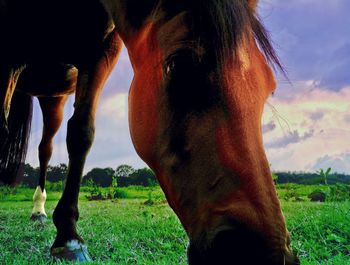Close-up of horse grazing in field