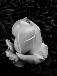 Close-up of white rose