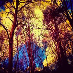 Low angle view of bare trees against sky at sunset