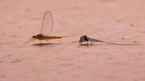 Close-up of insect on wall