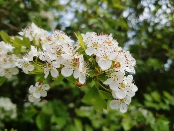 Close-up of cherry blossoms on tree