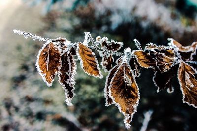 Close-up of dry leaves on twig in winter