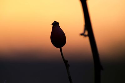 Close-up of silhouette flower against blurred background