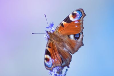 Close-up of butterfly perching on flower