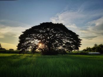 Tree on field against sky during sunset