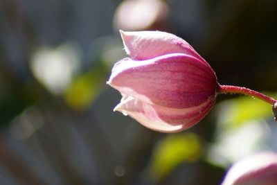 Close-up of pink rose blooming outdoors