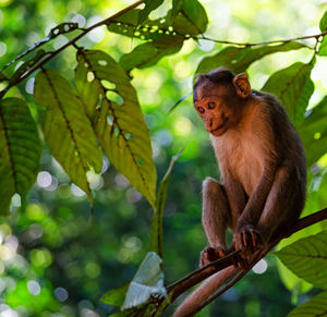 Monkey sitting on tree