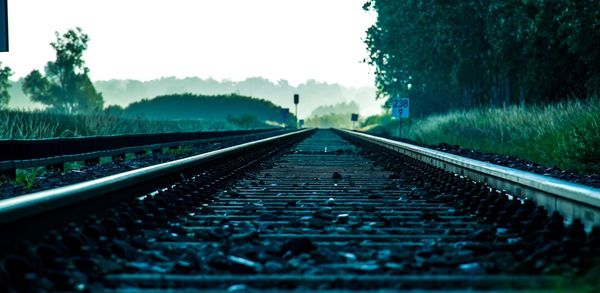 Surface level of railroad tracks against trees