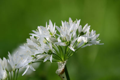 Close-up of white flowering plants