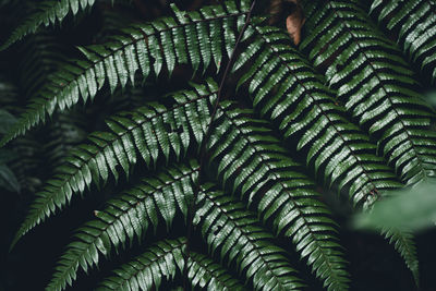 Full frame shot of palm tree