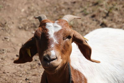 Close-up portrait of a horse