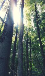 Sun shining through trees