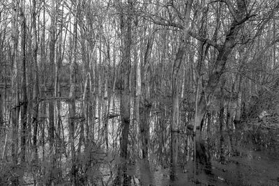 Bare trees in forest