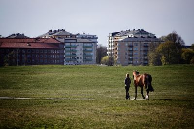 Horses in park against clear sky