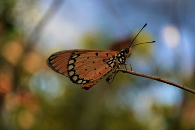 Close-up of butterfly on flower