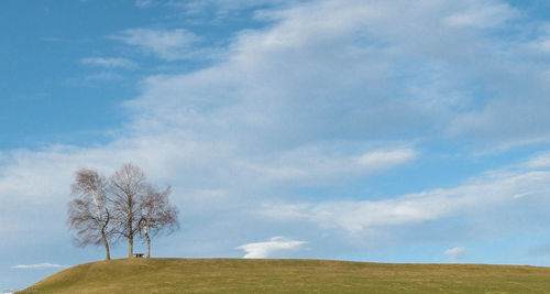 Tree on field against sky