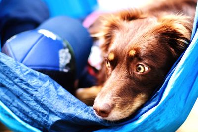 Close-up of dog relaxing outdoors