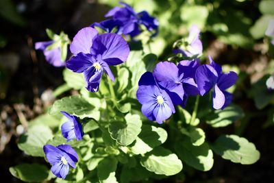 Close-up of purple flowering plants