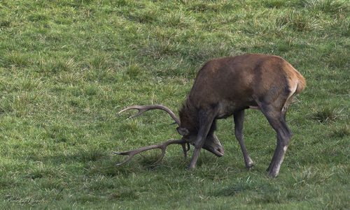 Side view of deer grazing on field