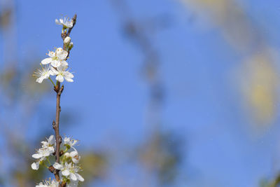 Close-up of white flowering plant