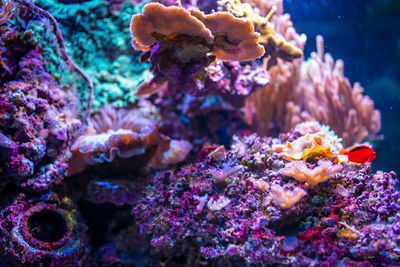 Close-up of coral in sea