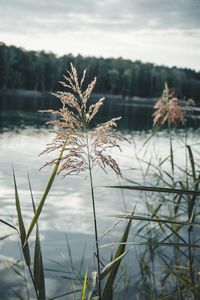 Close-up of plant against lake