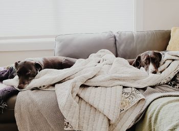 Dog sleeping on sofa at home