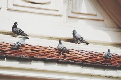 Low angle view of pigeons perching on roof of building