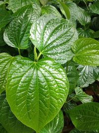 Close-up of wet leaves