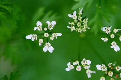 Close-up of white flowering plant