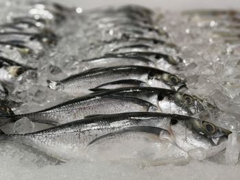 Close-up of fish for sale in market