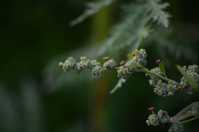 Close-up of flowering plant