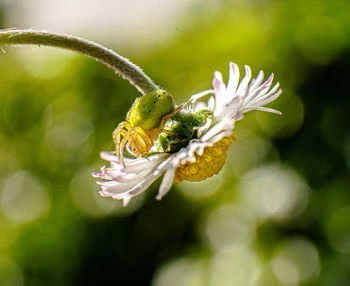 Close-up of insect on flower