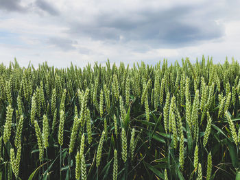 Crops growing on field against sky