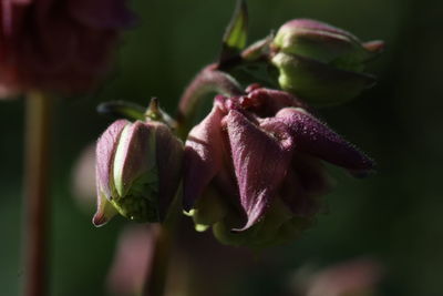 Close-up of purple flowering plant