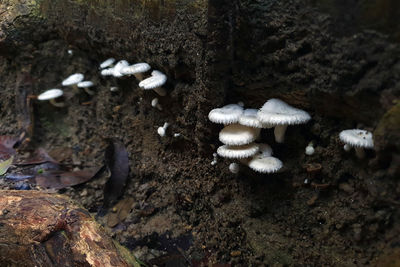 Close-up of mushrooms growing on land