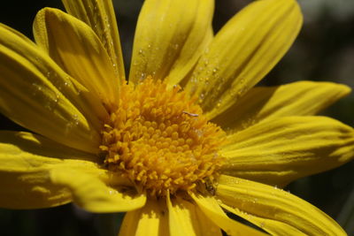 Close-up of yellow flower