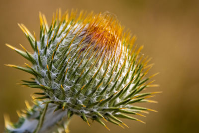 Close-up of thistle plant