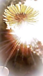 Close-up of dandelion against white background