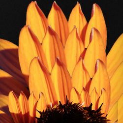 Close-up of yellow flower