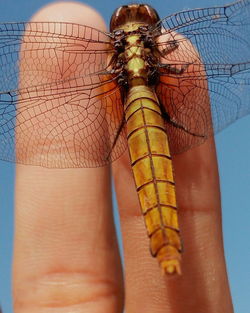 Close-up of insect on hand