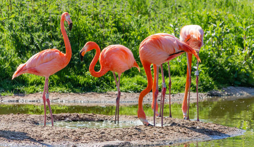 Flock of flamingos in the lake