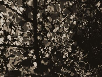 Full frame shot of ivy on tree