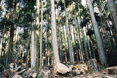 Trees in forest