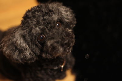 Close-up portrait of dog